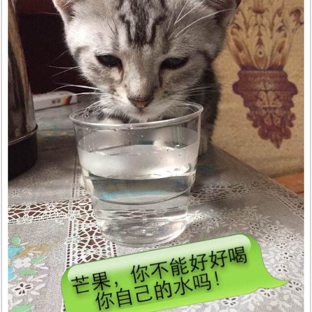 购买假华盛顿特区ID